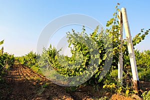 Vineyard landscape