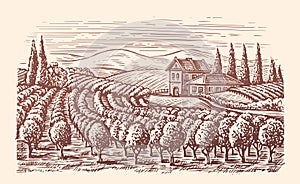 Vineyard landscape. Winery, viticulture sketch. Hand drawn vintage vector illustration