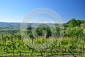 Vineyard in Langhe region, Piemonte, Italy.