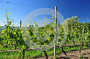 Vineyard in Langhe region, Piemonte, Italy.