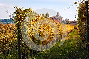 Vineyard Langhe rows field with cottage. Autumn beautiful orange and yellow colors. Viticulture Piedmont, Italy.