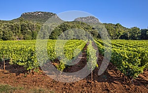 Vineyard in Languedoc Roussillon area photo