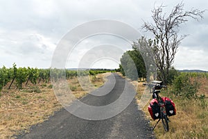 Vineyard in Languedoc-Roussillon (France)