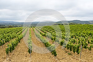 Vineyard in Languedoc-Roussillon (France)