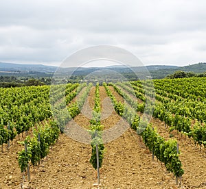 Vineyard in Languedoc-Roussillon (France)