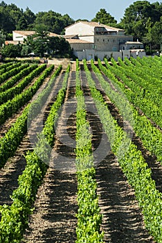 Vineyard in Languedoc-Roussillon (France)