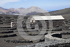 Vineyard in Lanzarote