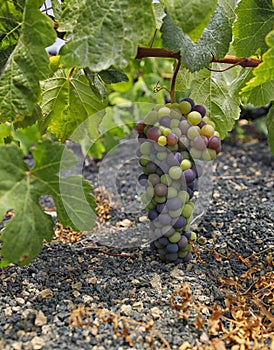 Vineyard in Lanzarote