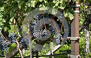 Vineyard. Large bunches of ripe wine grapes hang from old vines in wine region