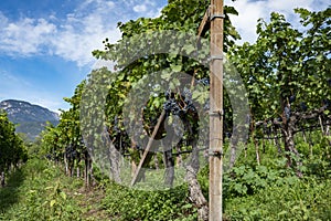 Vineyard. Large bunches of ripe wine grapes hang from old vines in wine region