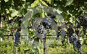 Vineyard. Large bunches of ripe wine grapes hang from old vines in wine region