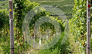 Vineyard. Large bunches of ripe wine grapes hang from old vines in wine region