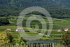 Vineyard. Large bunches of ripe wine grapes hang from old vines in wine region