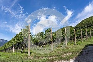 Vineyard. Large bunches of ripe wine grapes hang from old vines in wine region