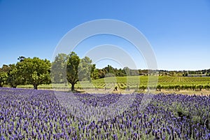 Vineyard and lavender, Barossa Valley, Australia