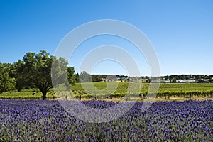 Vineyard and lavender, Barossa Valley, Australia