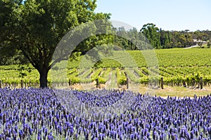 Vineyard and lavender, Barossa Valley, Australia photo