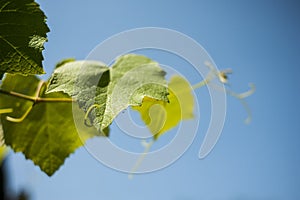 Vineyard leaf on blue sky background