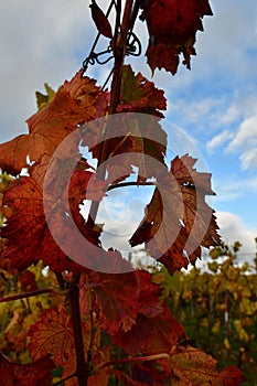 Vineyard with Leafes closeup Green Orange Red fall Autumn