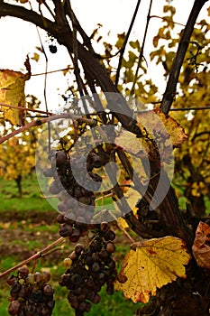 Vineyard with Leafes closeup Green Orange Red fall Autumn