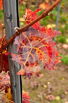 Vineyard with Leafes closeup Green Orange Red fall Autumn