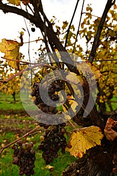 Vineyard with Leafes closeup Green Orange Red fall Autumn