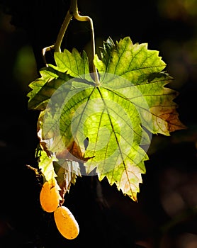 Vineyard leaves