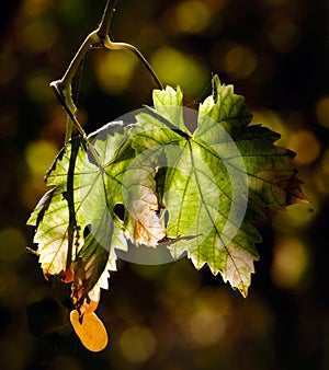 Vineyard leaves