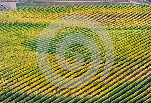 Vineyard lines touched by yellow autumn colours