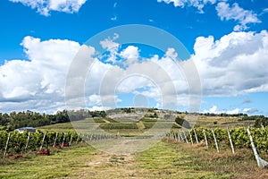 Vineyard located near Punta Del Este, part of The Wine Road of Uruguay photo