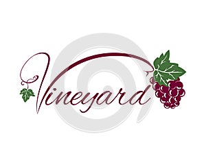 Vineyard logo vector illustration grappes