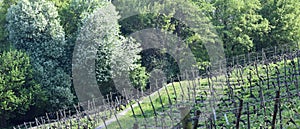 Vineyard Lohrberg, Frankfurt / Main, Germany