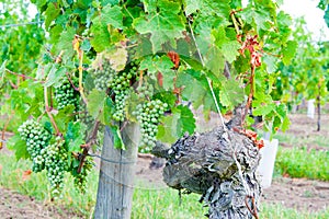 Vineyard in the Loire valley France.