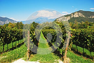 Vineyard in Lombardy, Italy photo