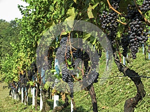 Vineyard in Lombardy, Italy - row of vines with large bunches of ripe black grapes