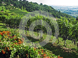 Vineyard in Lombardy, Italy - rows of vines with large bunches of ripe black grapes and red currant plants in foreground