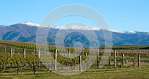 In a vineyard looking at mountains near Clyde and Alexandra in the South Island in New Zealand