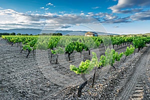 Vineyard in the Luberon