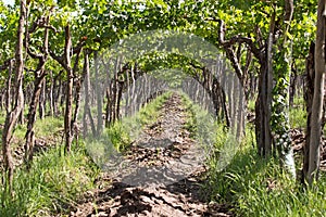 Vineyard, Lujan de Cuyo, Argentina