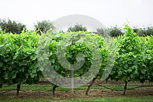 Vineyard, Lujan de Cuyo, Mendoza