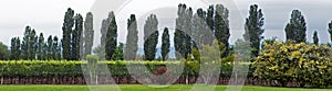 Vineyard, Lujan de Cuyo, Mendoza