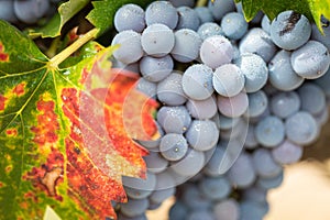 Ripe Wine Grapes on the Vine Ready for Autumn Harvest