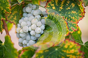 Vineyard with Lush, Ripe Wine Grapes on the Vine Ready for Harvest