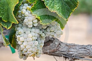 Vineyard with Lush, Ripe Wine Grapes on the Vine Ready for Harvest