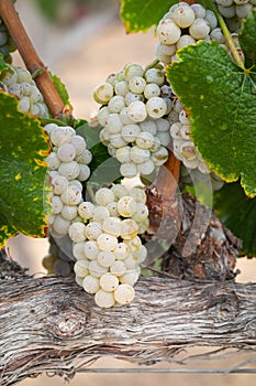 Vineyard with Lush, Ripe Wine Grapes on the Vine Ready for Harvest