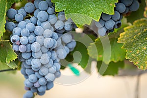 Vineyard with Lush, Ripe Wine Grapes on the Vine Ready for Harvest