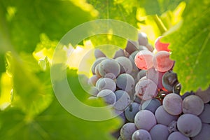 Vineyard with Lush, Ripe Wine Grapes on the Vine Ready for Harvest.