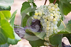 Vineyard with Lush, Ripe Wine Grapes on the Vine Ready for Harvest