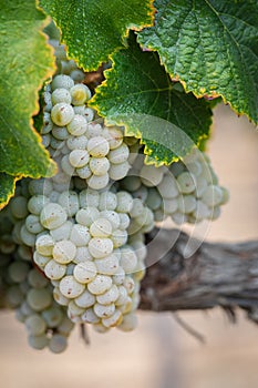 Vineyard with Lush, Ripe Wine Grapes on the Vine Ready for Harvest