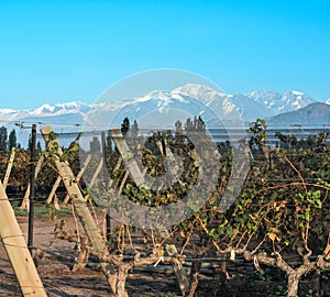 Vineyard in Maipu, Argentine province of Mendoza